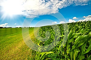 Corn on farmland in summer