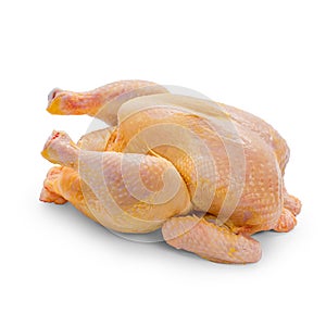 Corn-fed chicken on white background