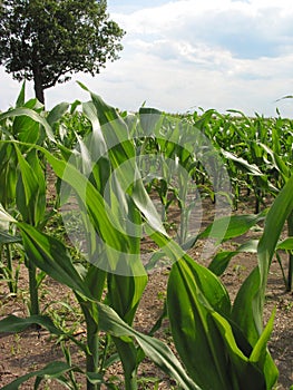 Corn Feld