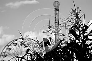 Corn with Ferris Wheel and Drop Tower photo