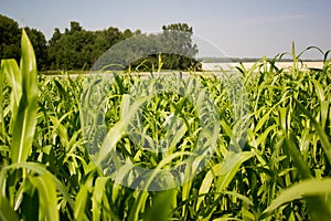 Corn field