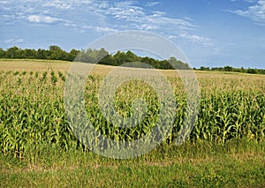 Corn field