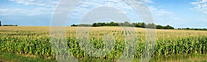 Corn field ready to be harvested photo