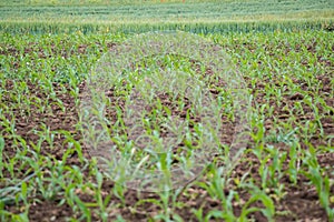 Corn field