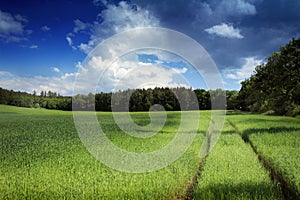 Corn on the field