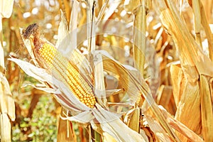 Corn in the field