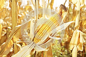 Corn in the field