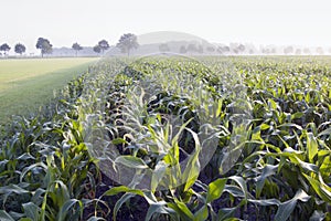 Corn field