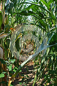 Corn field