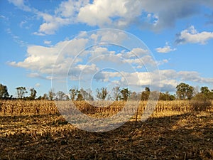 Corn field