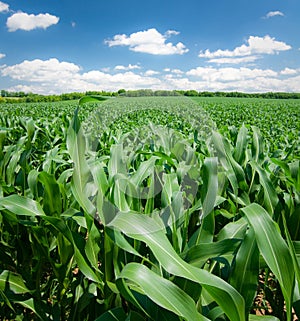 Corn field