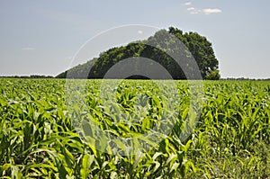 Corn field