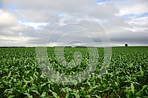 Corn field