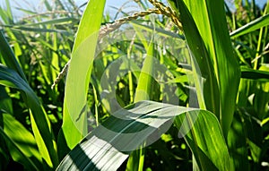 Corn Field