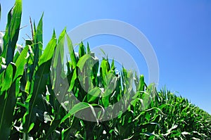 Corn field