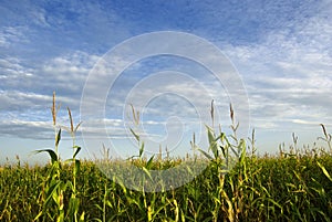 Corn field