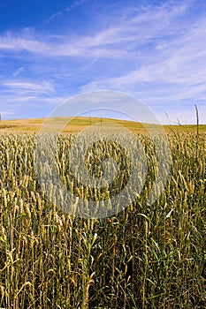 Corn field