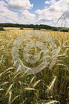 Corn field