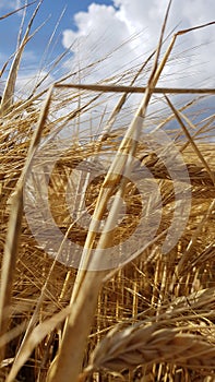 Corn field