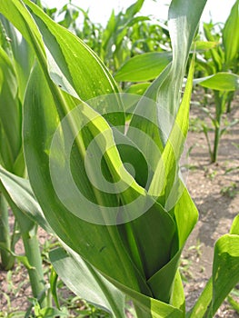 Corn Field - 2