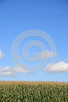 Corn Field 2