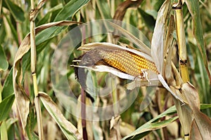 The Corn Field