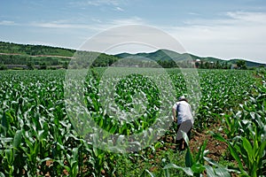 Corn field