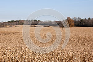 Corn field