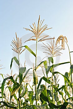 Corn field