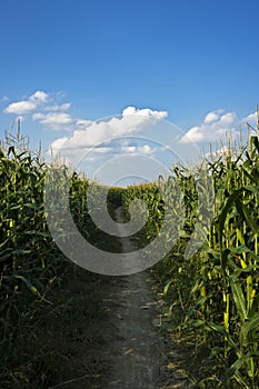 Corn field