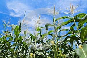 Corn Field