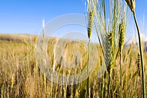 Corn field