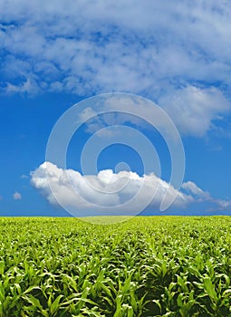 Corn field