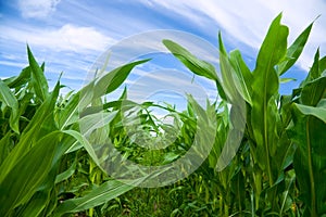 Corn field