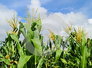 Corn field
