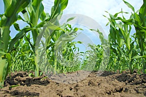 Corn Field photo