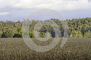 Corn field