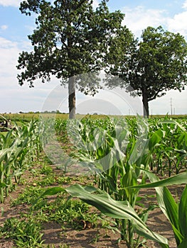 Corn Field - 3