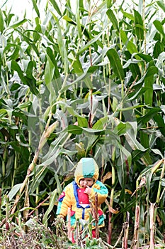 In the corn field