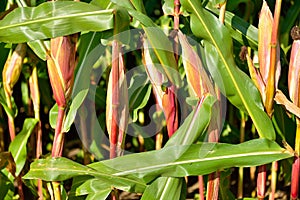 Corn field