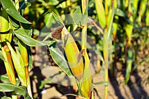 Corn field