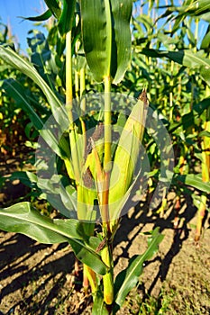 Corn field