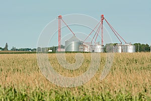 Corn Field