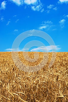 Corn Field