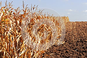 The Corn field
