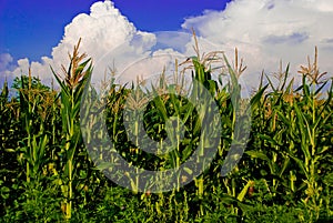 The corn field