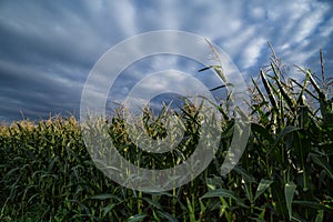 Corn field