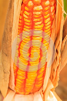 Corn in field