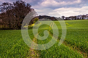 Corn Field