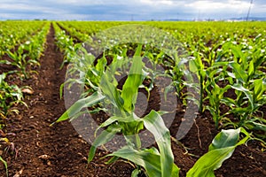 Corn field